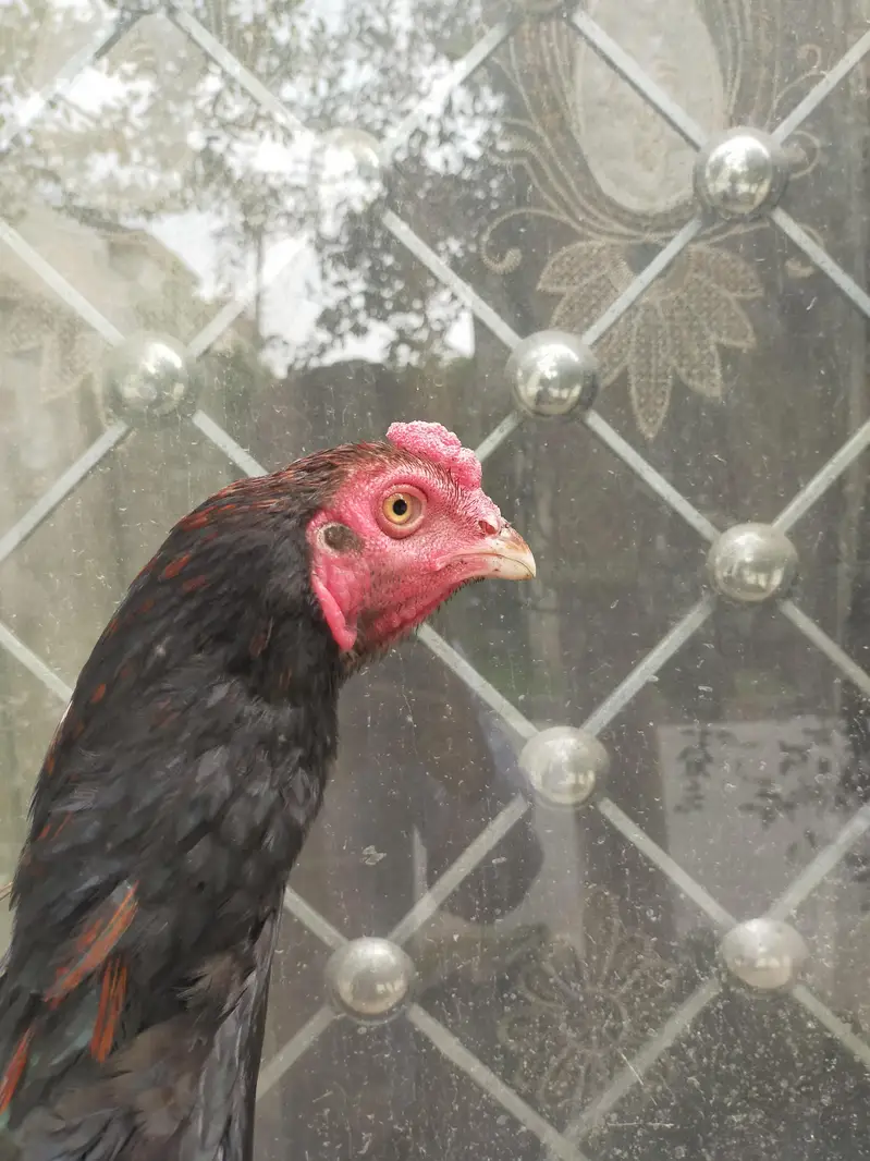 aseel mianwali lakha patha pure breed — photo 8