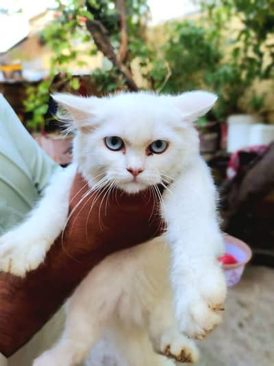 Purcian cat for sale