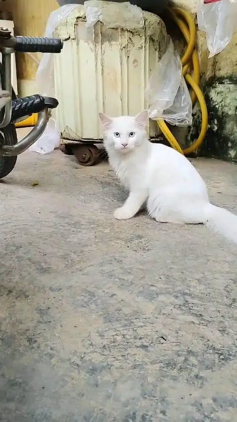 Purcian cat for sale — photo 2