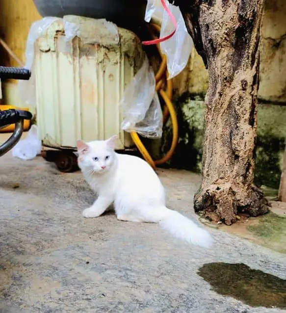 Purcian cat for sale — photo 4