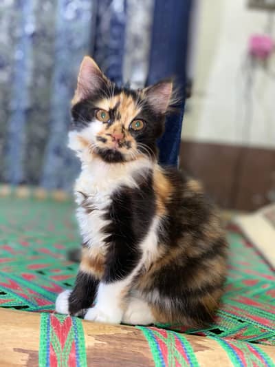 Persian punch face kitten