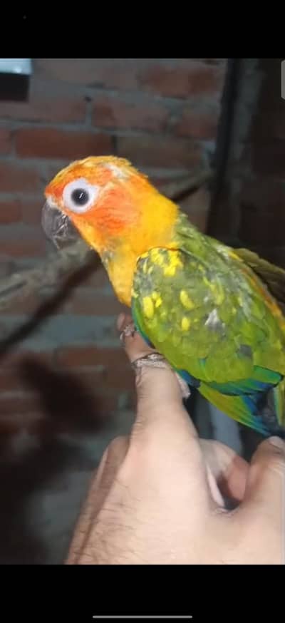 sunconour pair