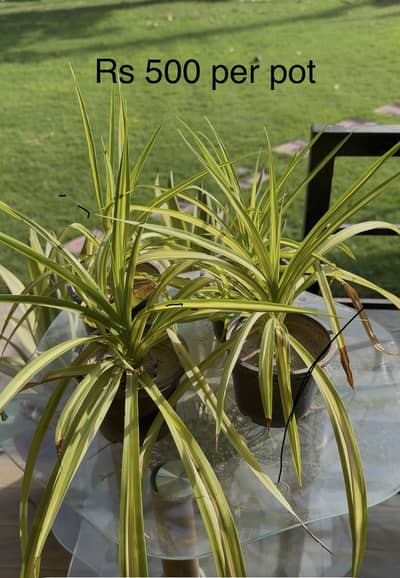 Out door different types sun loving and shade loving plants with pots