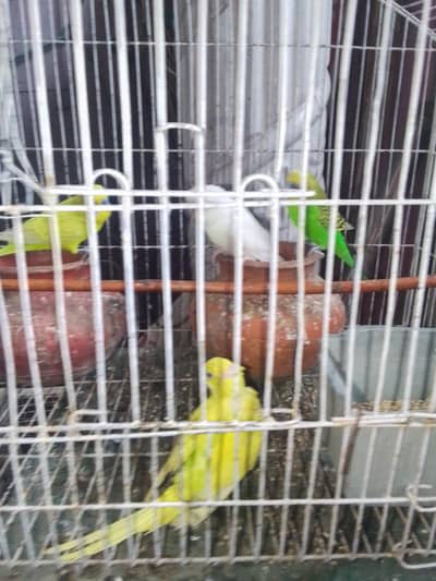 Australian Parrots For Sale