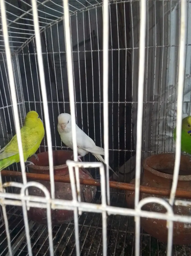 Australian Parrots For Sale — photo 2