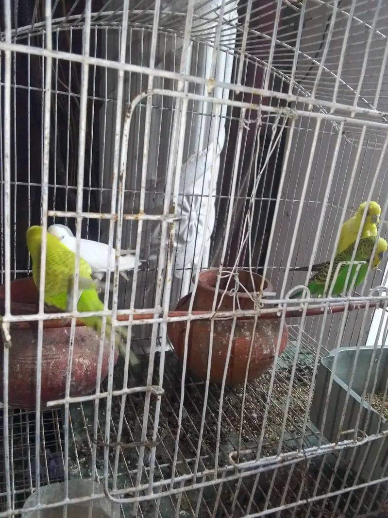 Australian Parrots For Sale — photo 3