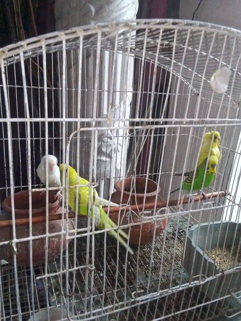 Australian Parrots For Sale — photo 4