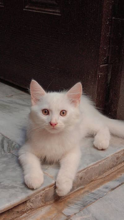 persion cat single court