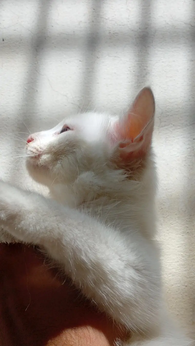 persion cat single court — photo 2