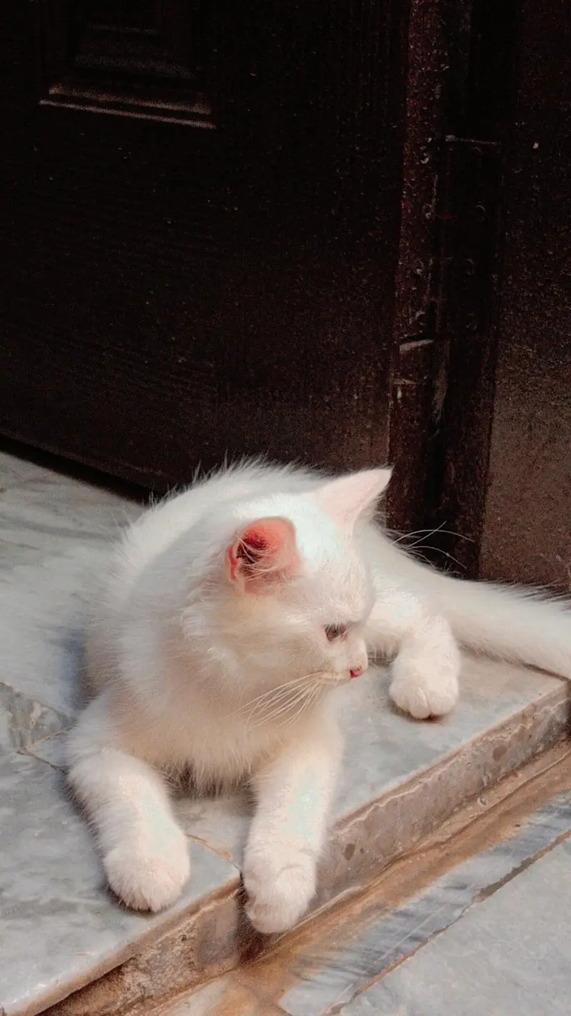 persion cat single court — photo 3