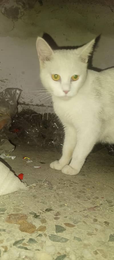 Best Cat hai Gar k Cat hai