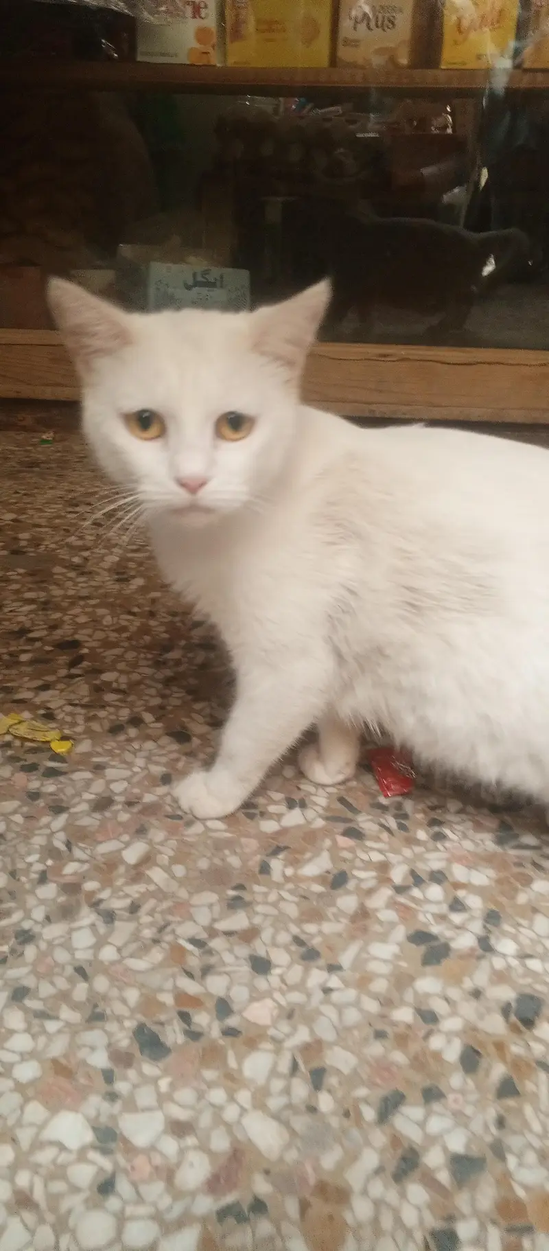Best Cat hai Gar k Cat hai — photo 2