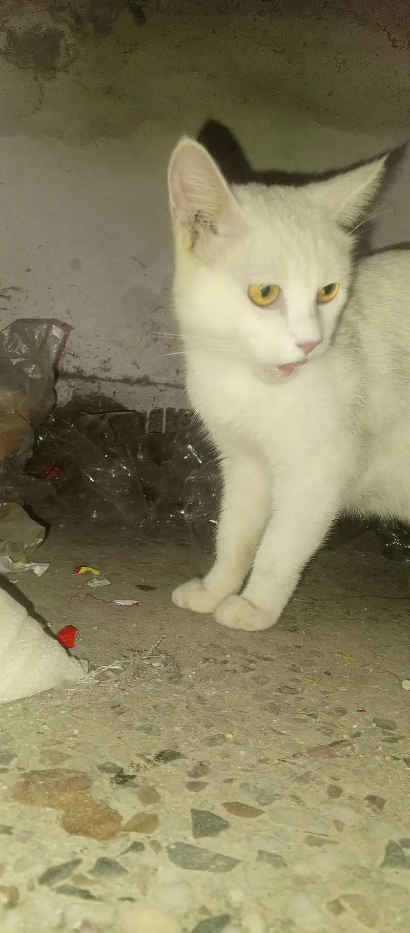 Best Cat hai Gar k Cat hai — photo 3