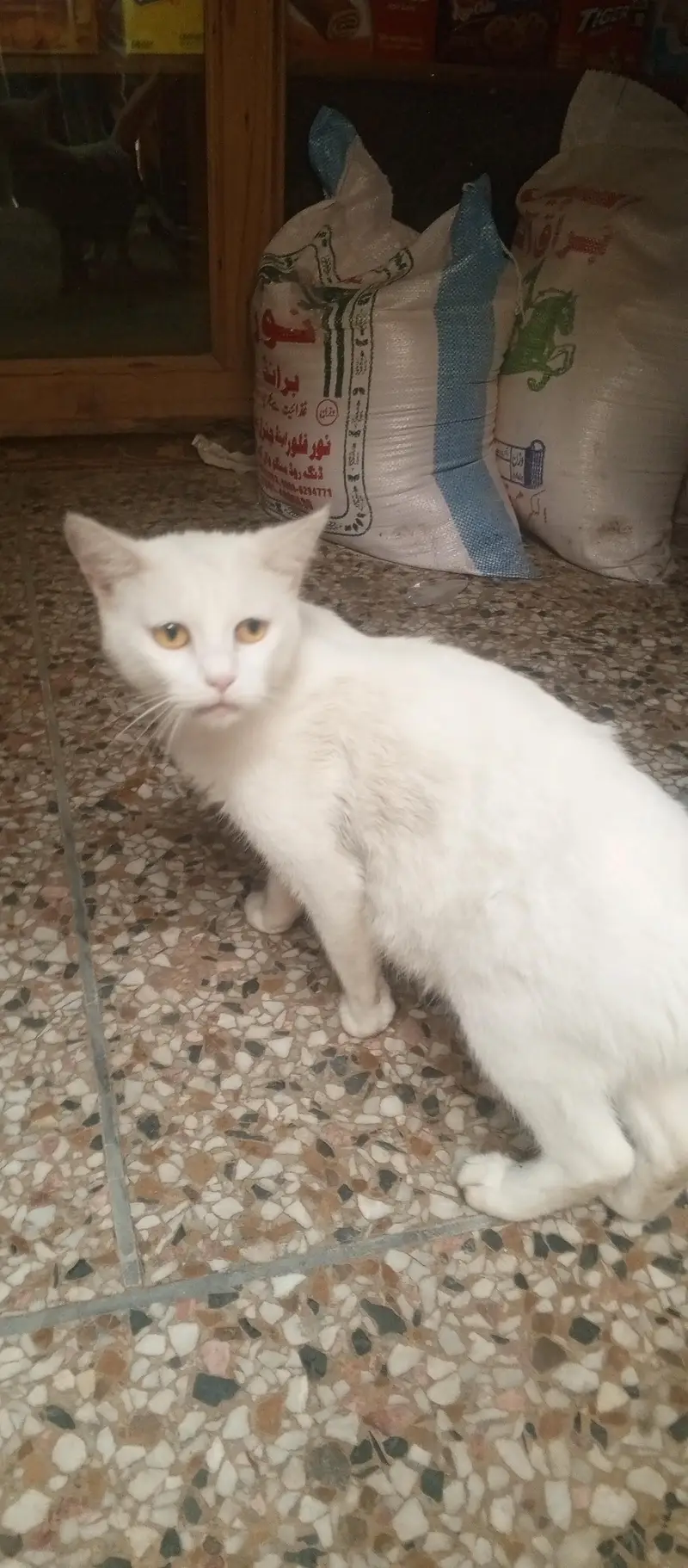 Best Cat hai Gar k Cat hai — photo 4