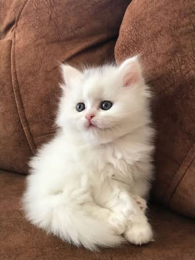 white persian kitten /cute kitten | triple coated/ punch face_cute cat