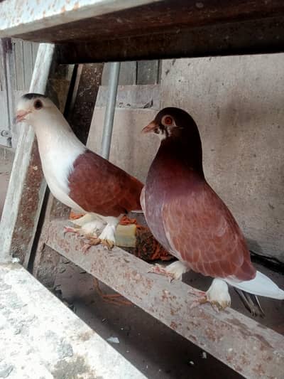 Beautiful pigeon