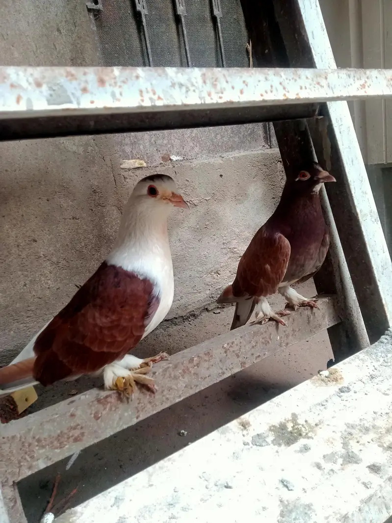 Beautiful pigeon — photo 2