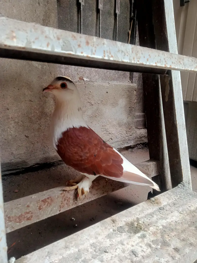 Beautiful pigeon — photo 3