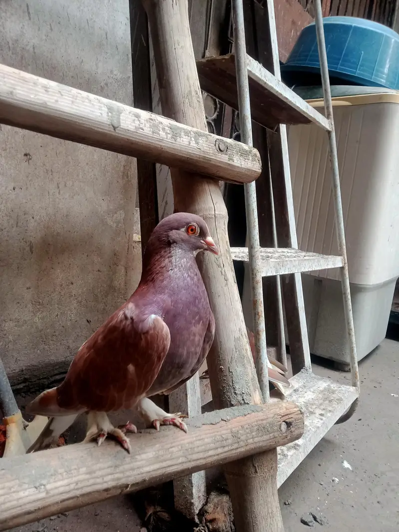 Beautiful pigeon — photo 4
