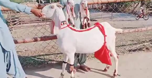 Desi Bakri Our 2 Bacchon ka sath For Sale call _03299224671
