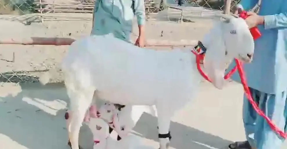 Desi Bakri Our 2 Bacchon ka sath For Sale call _03299224671 — photo 2