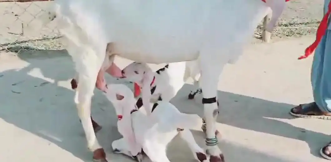 Desi Bakri Our 2 Bacchon ka sath For Sale call _03299224671 — photo 3