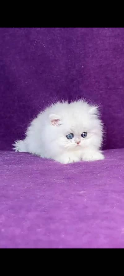 Persian cat for sale male or female my WhatsApp327=42=47=133