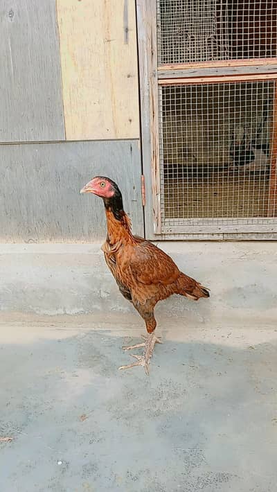 Aseel jawa females