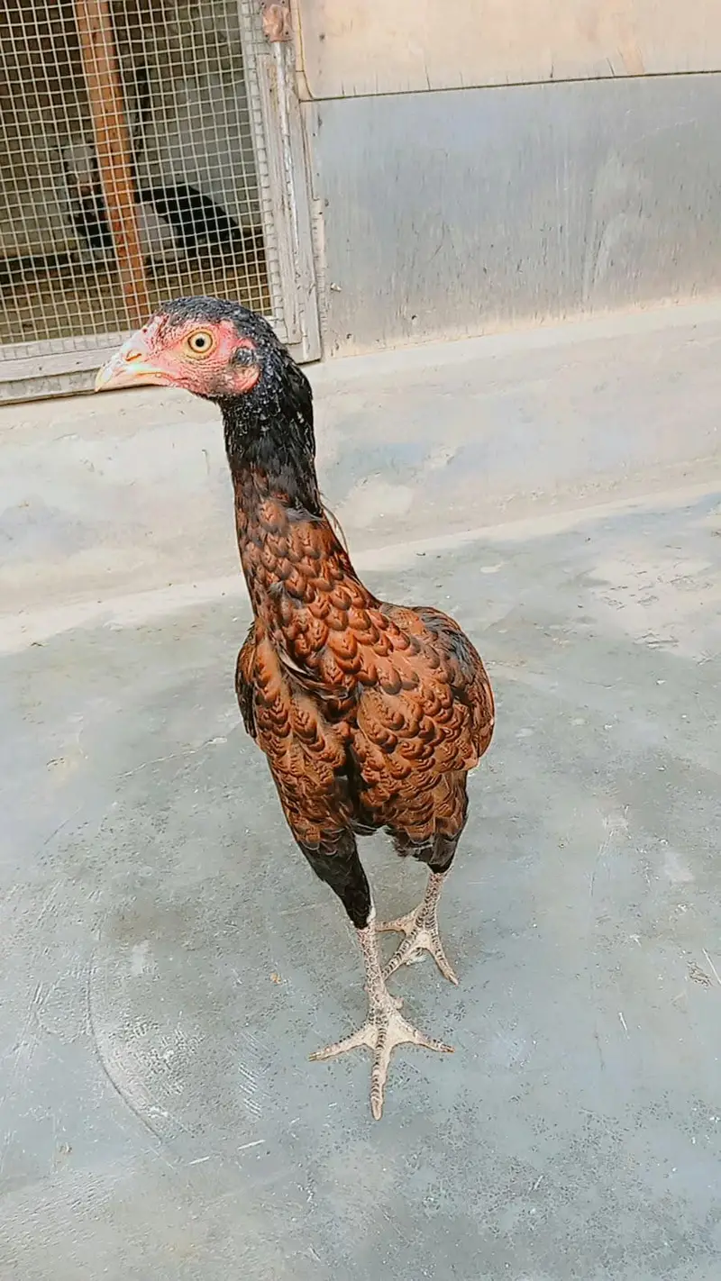 Aseel jawa females — photo 3