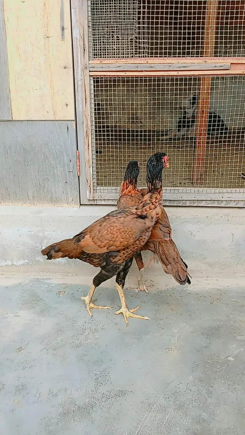 Aseel jawa females — photo 6