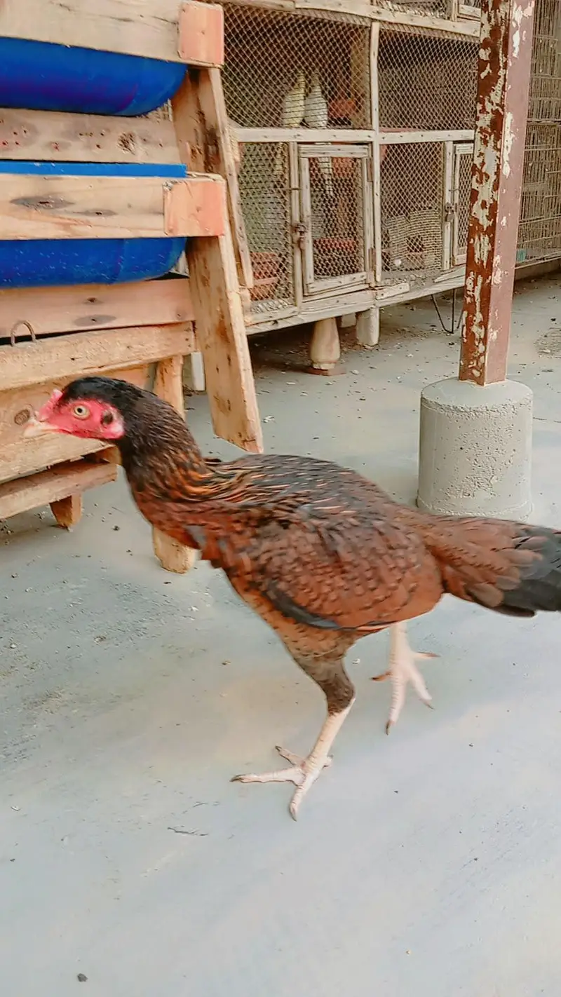 Aseel jawa females — photo 8