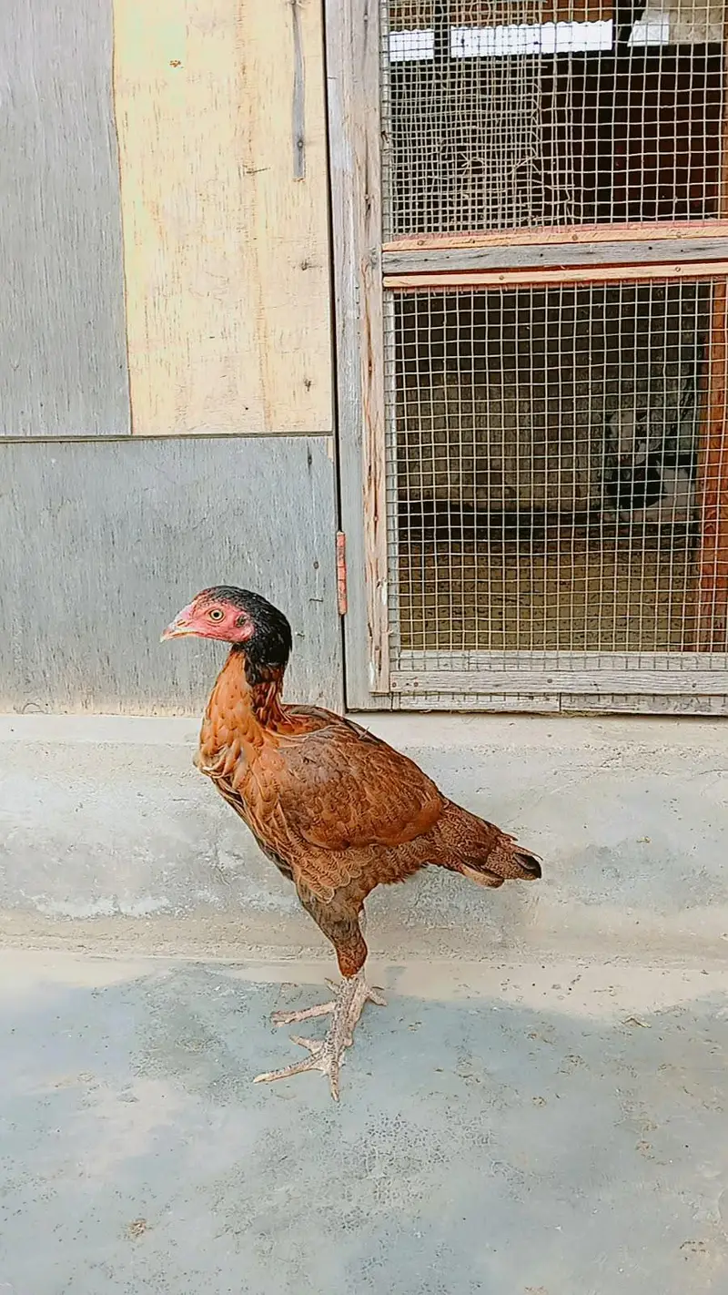 Aseel jawa females — photo 9