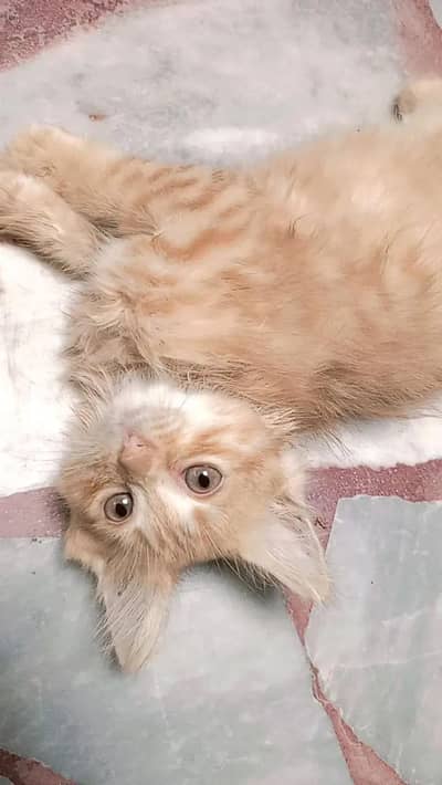 Persian Male Kitten