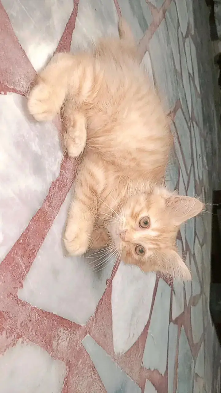 Persian Male Kitten — photo 2