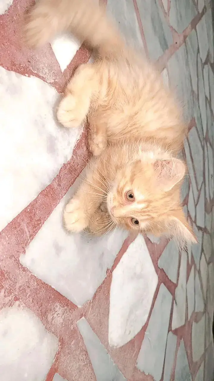 Persian Male Kitten — photo 3