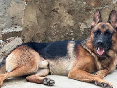 German shepherd