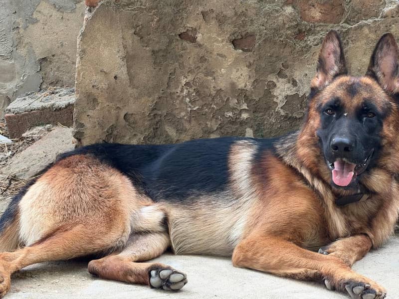 German shepherd 0