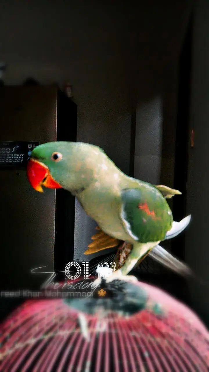 Male kashmiri Raw — photo 2