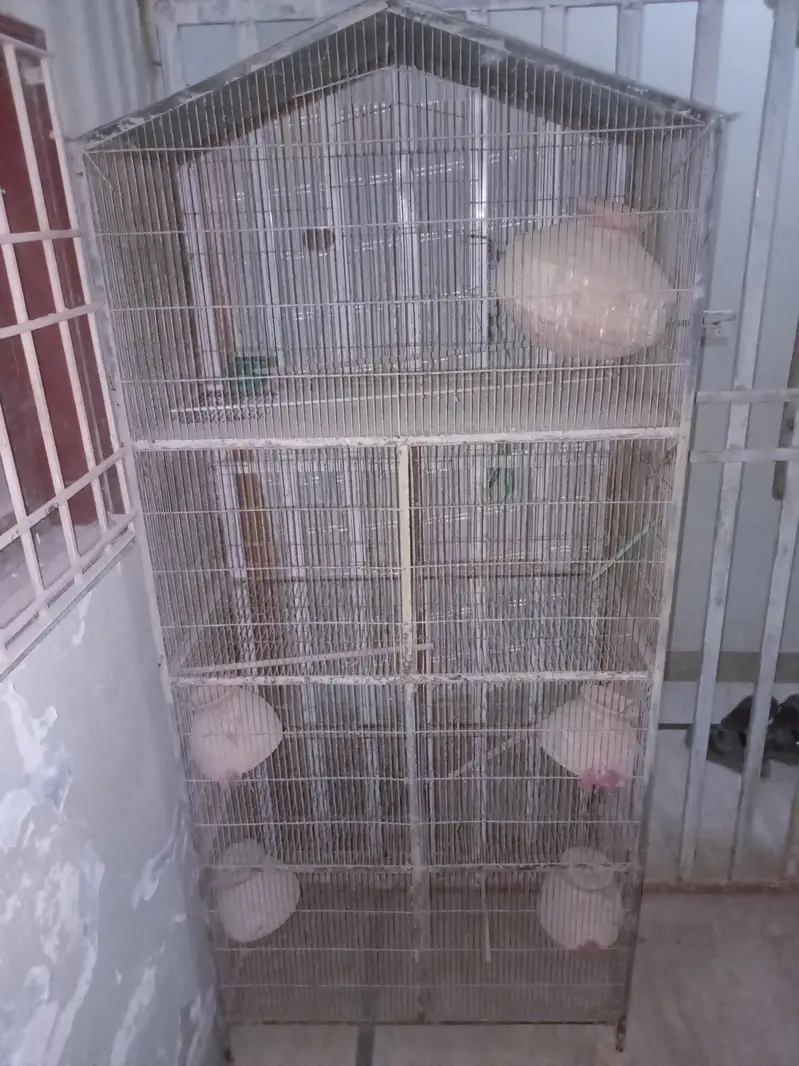 4 Portion Bada Bird Cage (Matkiyo ke sath) — photo 2