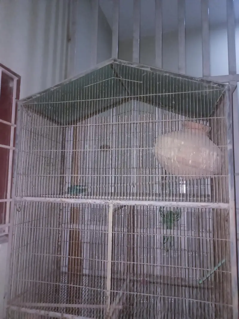 4 Portion Bada Bird Cage (Matkiyo ke sath) — photo 3