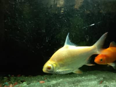 golden shark
