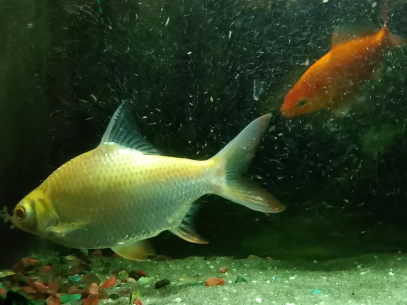 golden shark — photo 2
