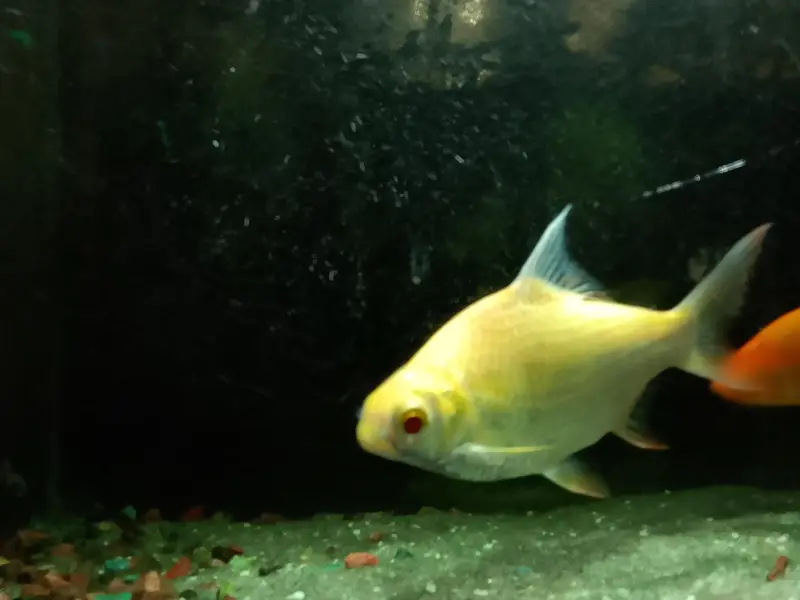 golden shark — photo 3