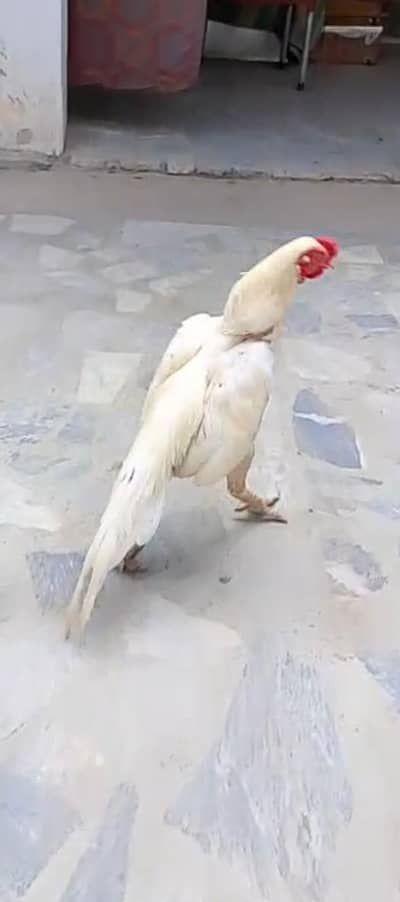 full white male for sale03171430998