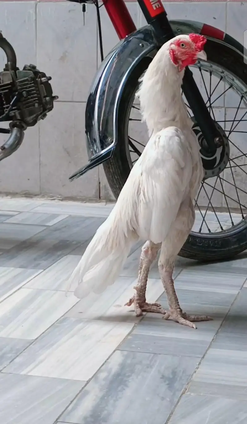 full white male for sale03171430998 — photo 2