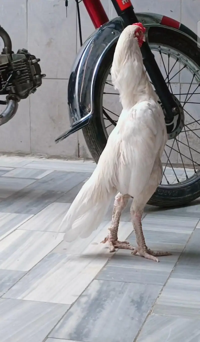 full white male for sale03171430998 — photo 4