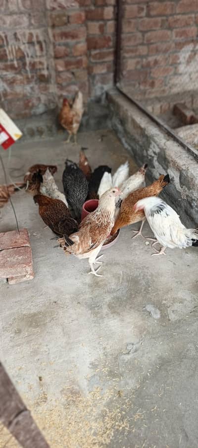 dasi murgi fot sale