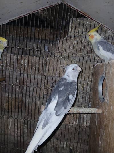 cocktail breeder pairs