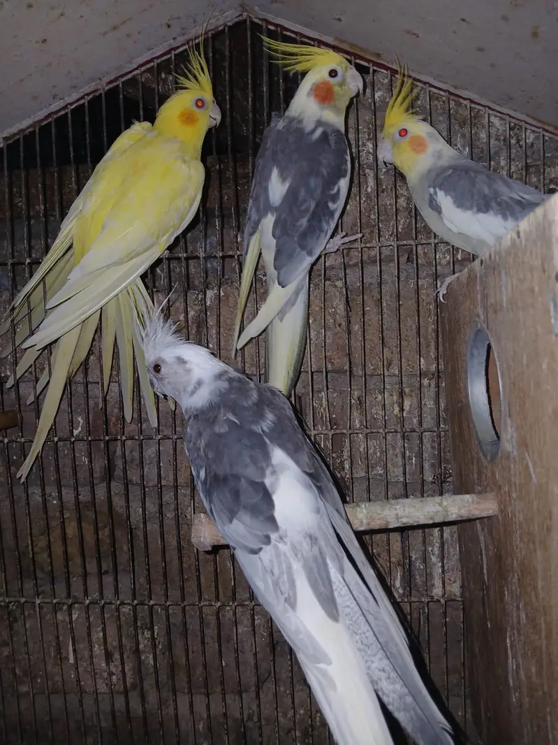 cocktail breeder pairs — photo 2