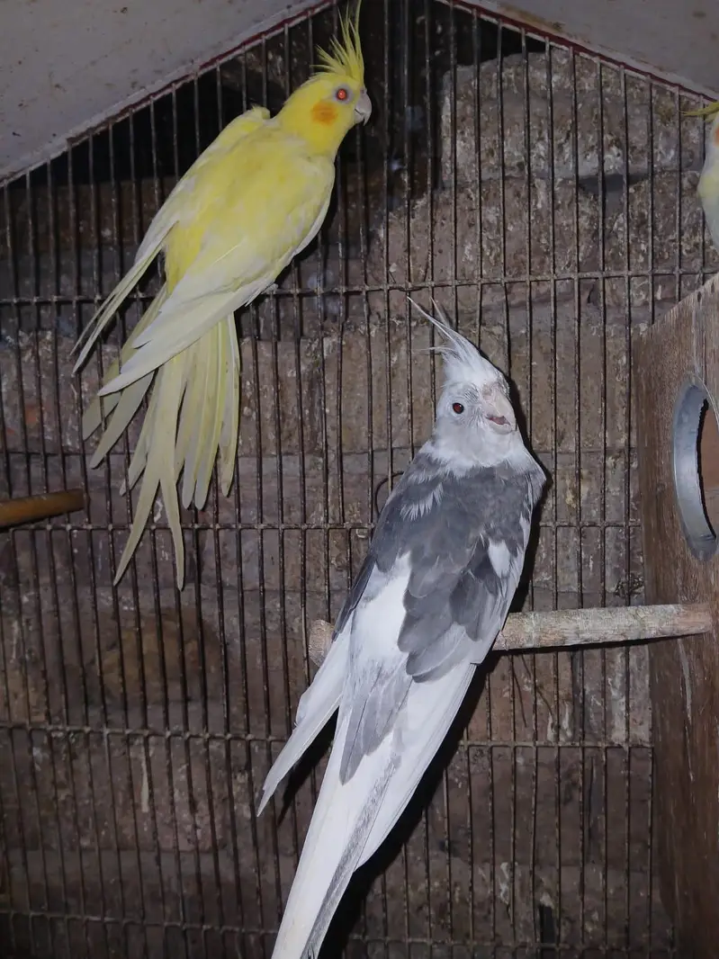 cocktail breeder pairs — photo 3